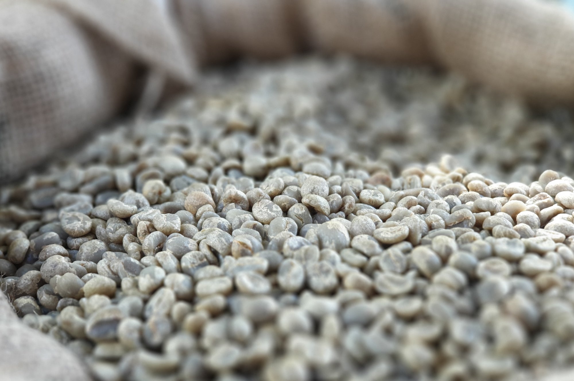 Collection of Microlot Ocelote - WHOLESALE in a gallery layout